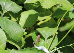 Takydromus viridipunctatus