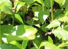 Takydromus viridipunctatus