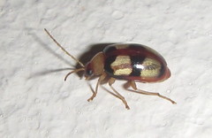 Monolepta vinosa