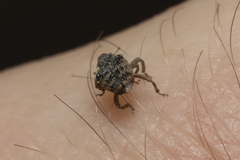 Pseudocoeliodes rubricus