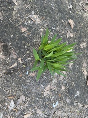 Eryngium yuccifolium