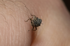 Pseudocoeliodes rubricus