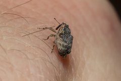 Pseudocoeliodes rubricus