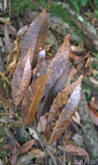 Quercus gilva