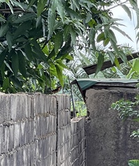 Cossypha niveicapilla