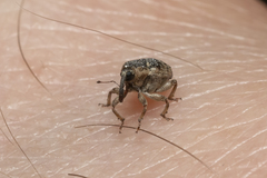 Pseudocoeliodes rubricus