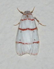Cyana pretoriae