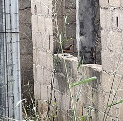 Cossypha niveicapilla