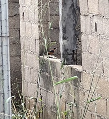 Cossypha niveicapilla