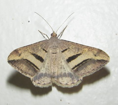 Chiasmia subcurvaria