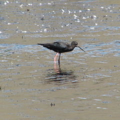 Himantopus novaezelandiae