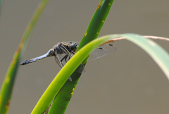 Orthetrum cancellatum