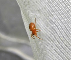 Hypsosinga sanguinea