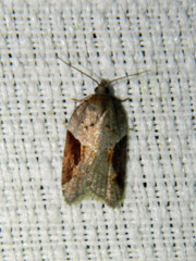 Acleris macdunnoughi