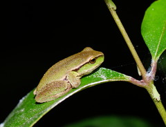 Ranoidea nudidigita