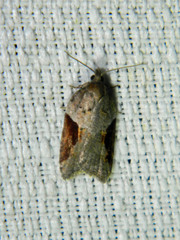 Acleris macdunnoughi