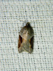 Acleris macdunnoughi