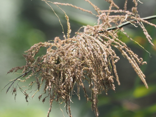 Thysanolaena latifolia