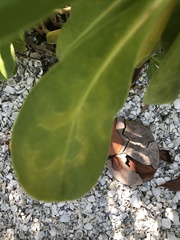 Cucumber mosaic virus