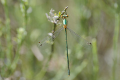 Lestes virens