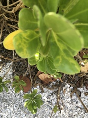 Cucumber mosaic virus