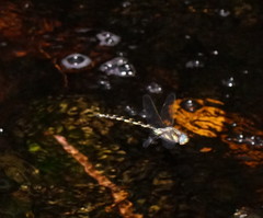 Notoaeschna sagittata