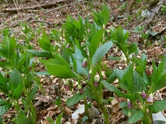 Scopolia carniolica