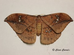 Copaxa multifenestrata