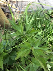 Ranunculus aconitifolius