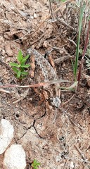 Nocarodes serricollis