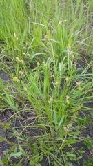 Carex shinnersii