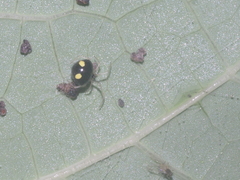Theridula gonygaster