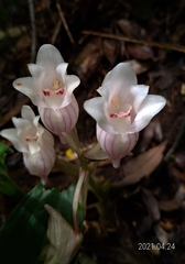 Acanthophippium striatum