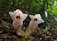 Acanthophippium striatum