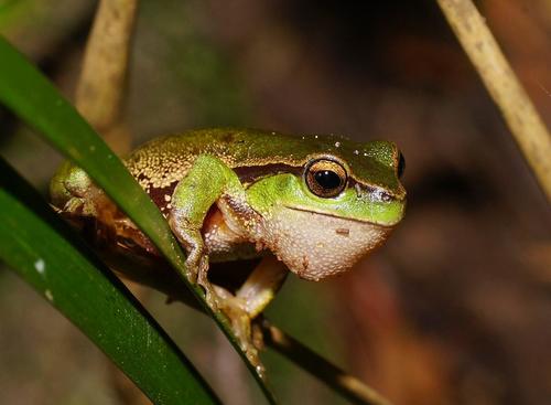 Narrow-fringed Frog