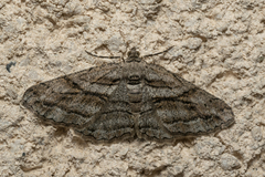 Peribatodes correptaria