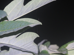 Theridula gonygaster
