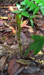 Cryptostylis arachnites