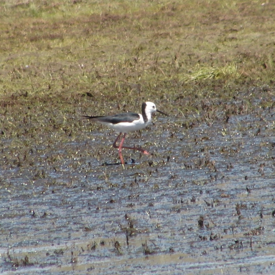Pied Stilt
