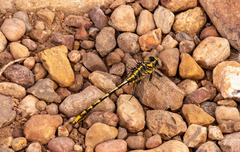 Phanogomphus militaris