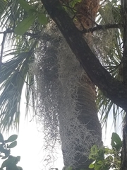 Tillandsia usneoides