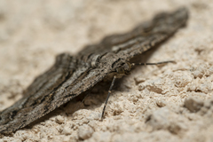 Peribatodes correptaria