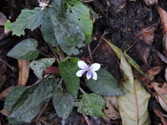 Viola pilosa