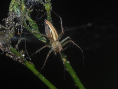 Oxyopes lineatipes