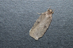 Agonopterix argillacea