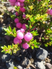 Gaultheria poeppigii