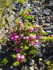 Gaultheria poeppigii