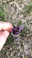 Pulsatilla vulgaris