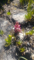 Disa albomagentea