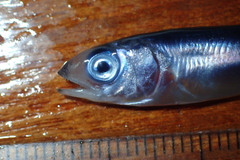 Thunnus alalunga